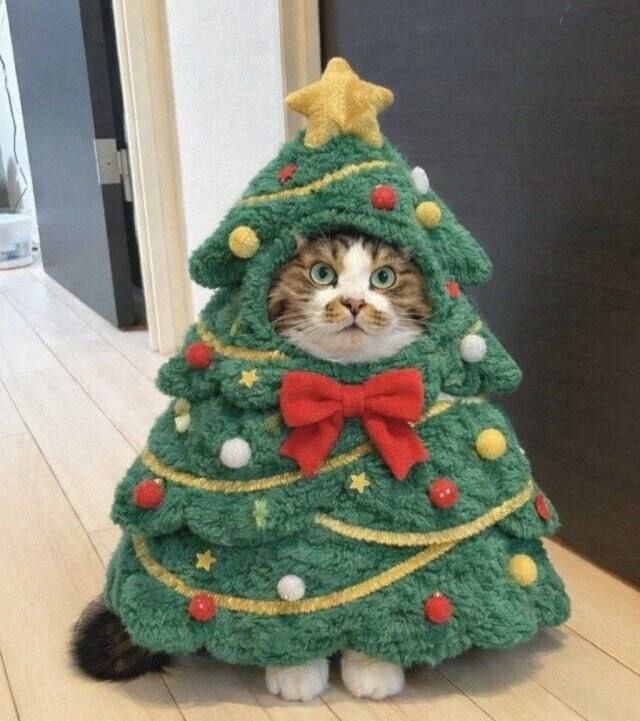 Кот в костюме ёлки с ленточками и звёздочками.