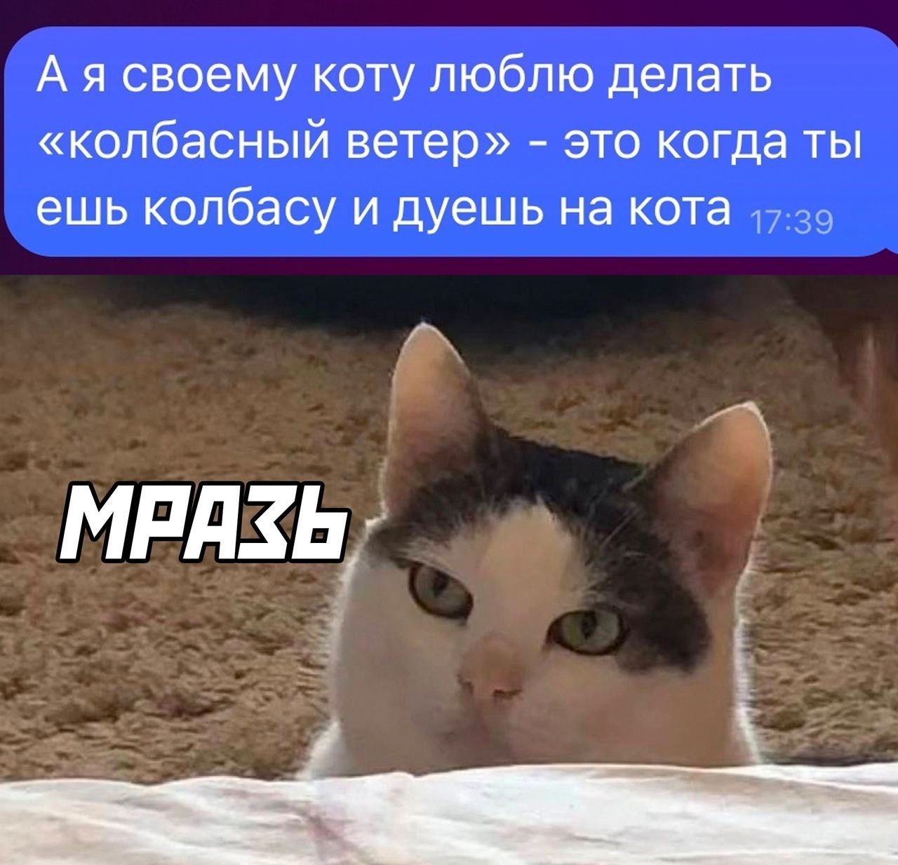 А я своему коту люблю делать «колбасный ветер» - это когда ты ешь колбасу и дышешь на кота
МРАЗЬ