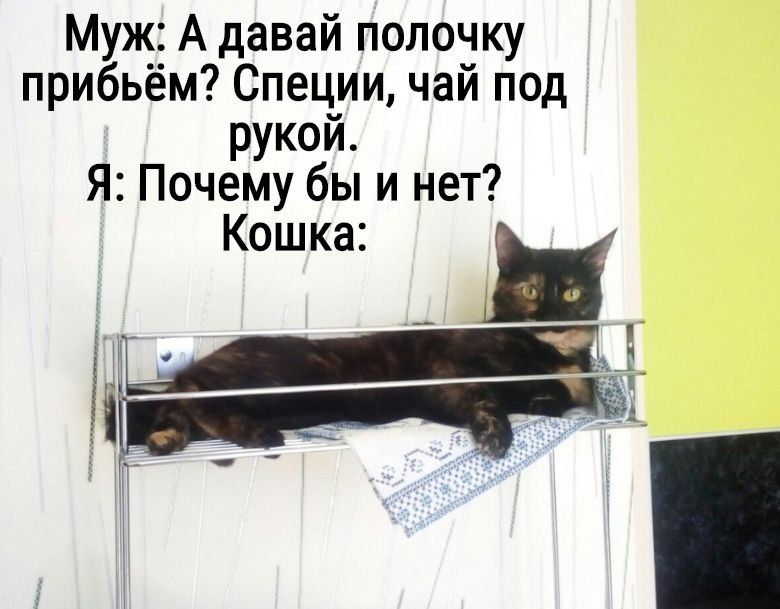 Муж: А давай полочку прибьём? Специи, чай под рукой. Я: Почему бы и нет? Кошка: