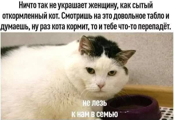 Ничто так не украшает женщину, как сытый откормленный кот. Смотришь на это довольное табло и думаешь, ну раз кота кормит, то и тебе что-то перепадет. не лезь к нам в семью
