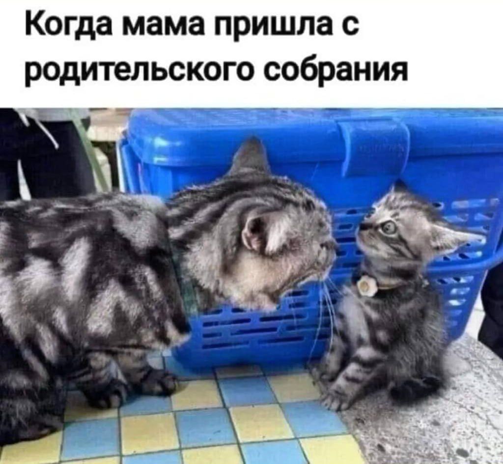 Когда мама пришла с родительского собрания