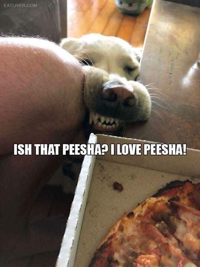 IS THAT PEESHA? I LOVE PEESHA! Собака смотрит на пиццу с жадным выражением.