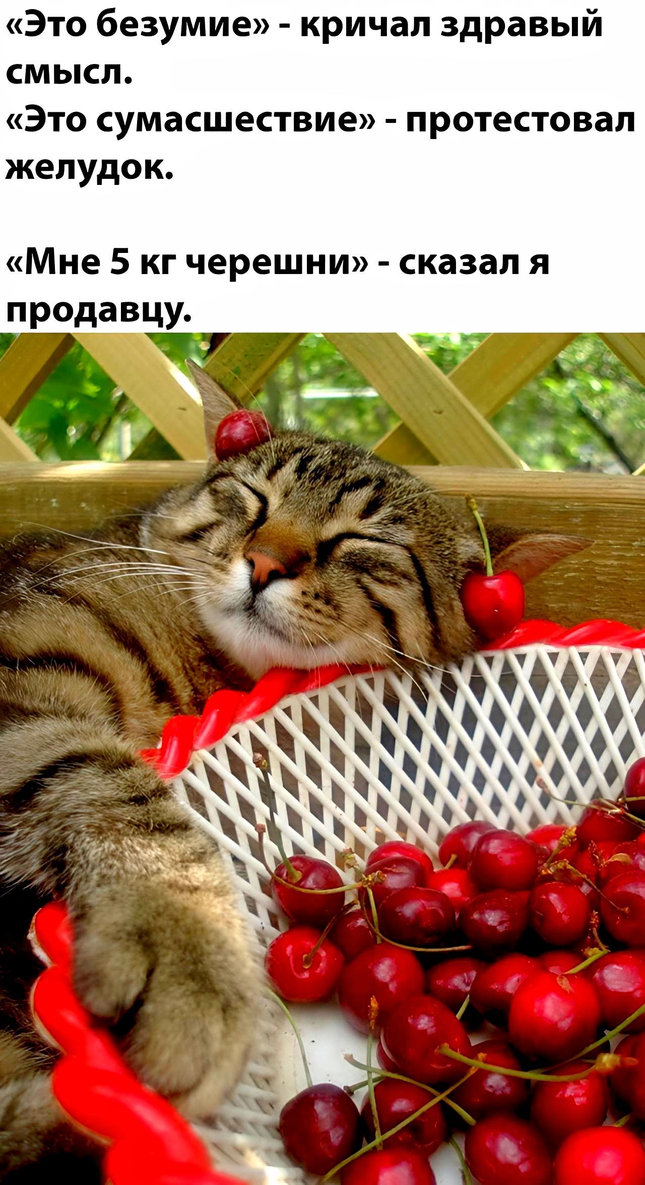Это безумие кричал здравый СМЫСЛ Это сумасшествие протестовал желудок Мне 5 кг черешни сказал я продавцу