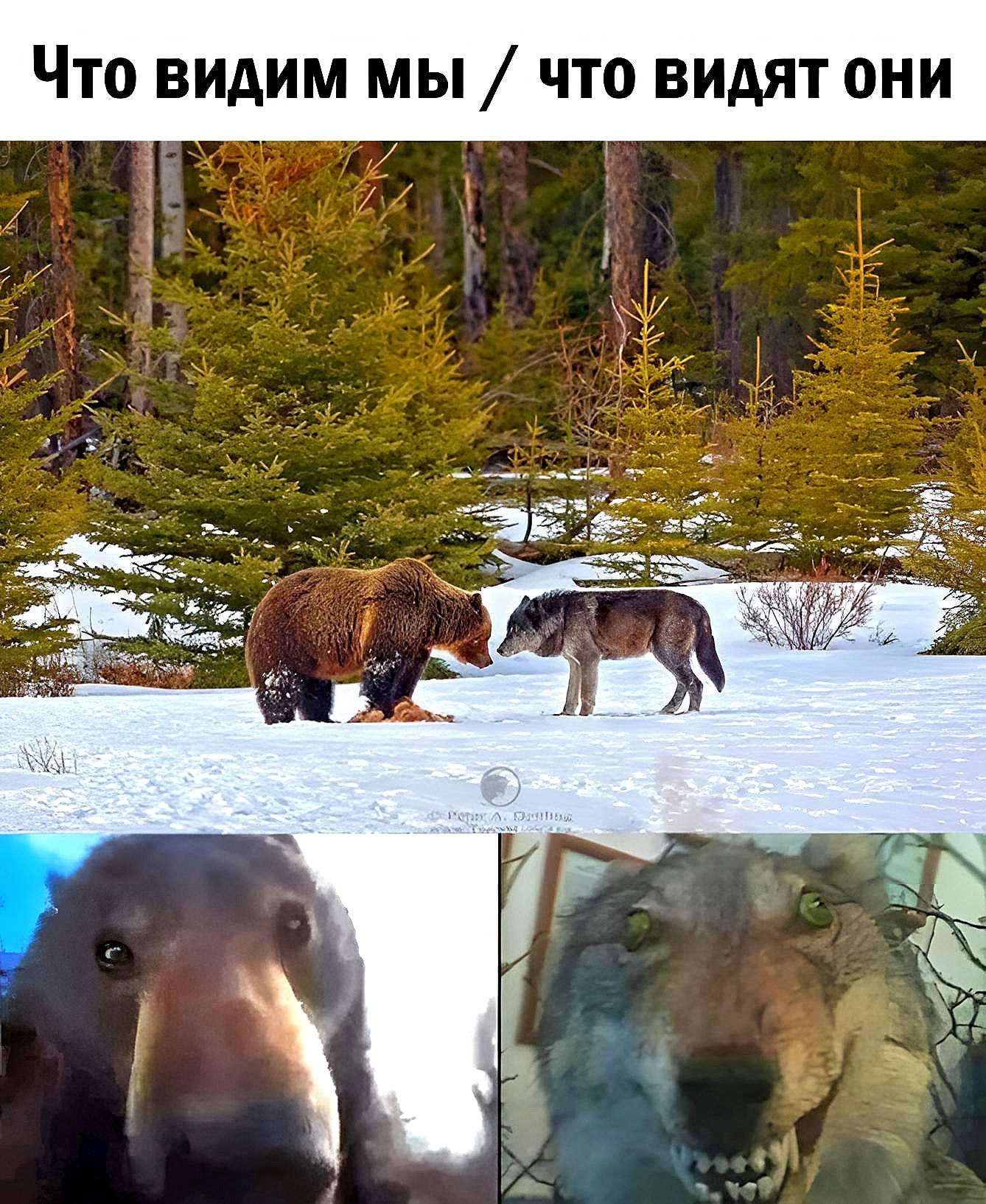Что видим мы что видят они