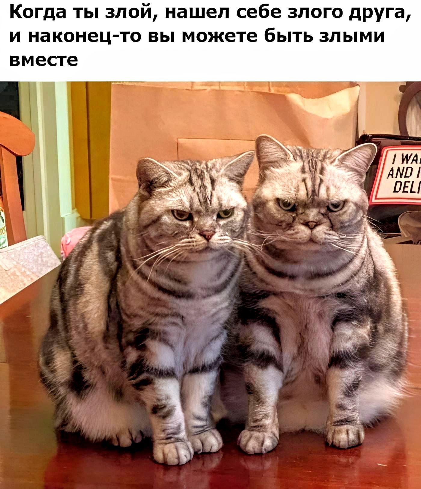 Когда ты злой нашел себе злого друга и наконец то вы можете быть злыми