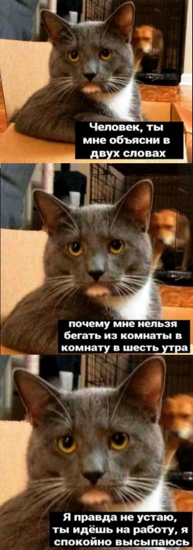 почему мне нельзя бегать из комнаты в комнату шестшш Я правда не устаю ты идёшь на работу я спокойцо__вьюьппаюсь