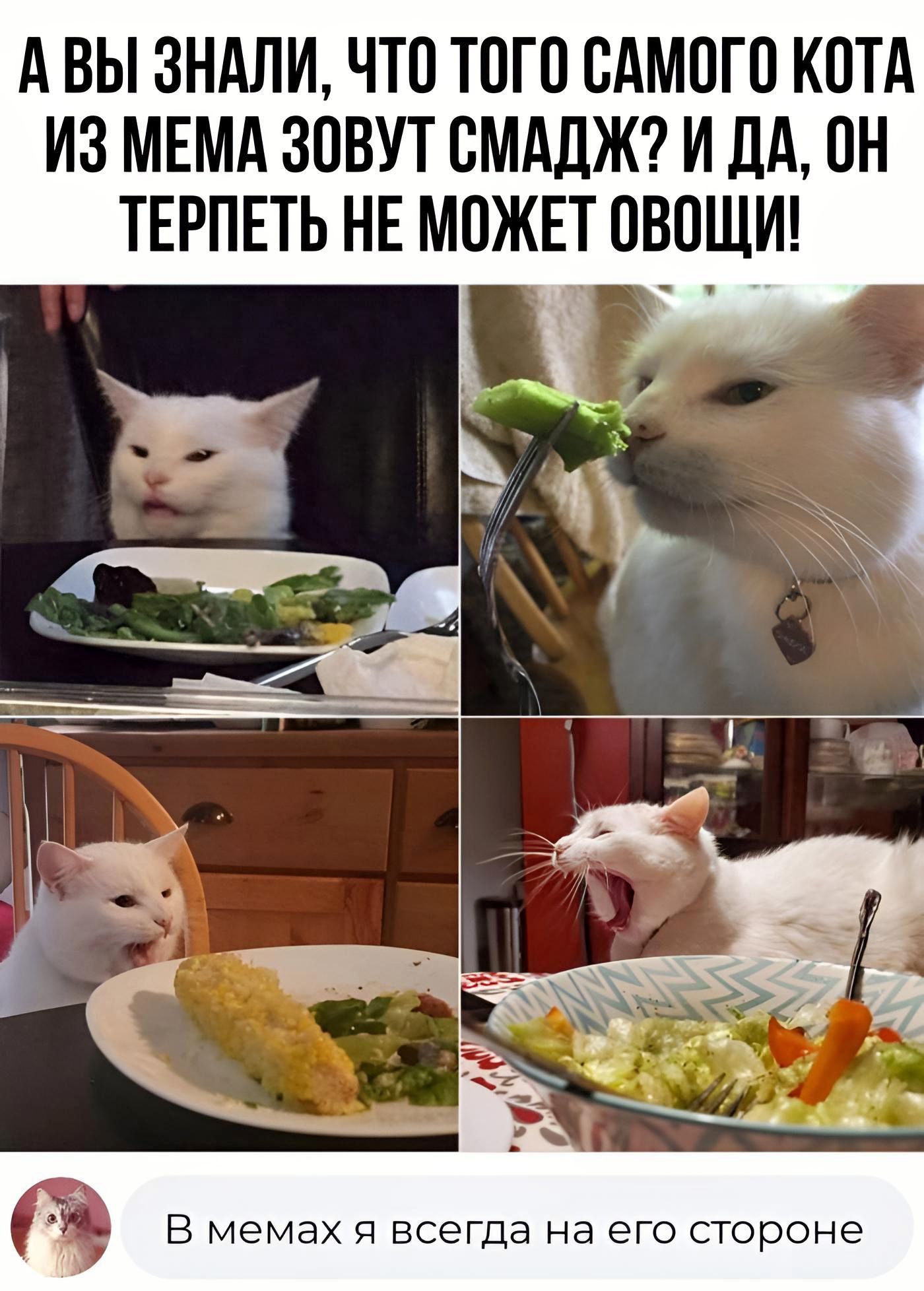 А ВЫ 3НАПИ ЧТП ТОП ЕАМОГП КПТА ИЗ МЕМА ЗОВУТ СМАЛЖ И ДА ОН ТЕРПЕТЬ НЕ МОЖЕТ ПВПЩИ В мемах Я всегда на ЕГО стороне