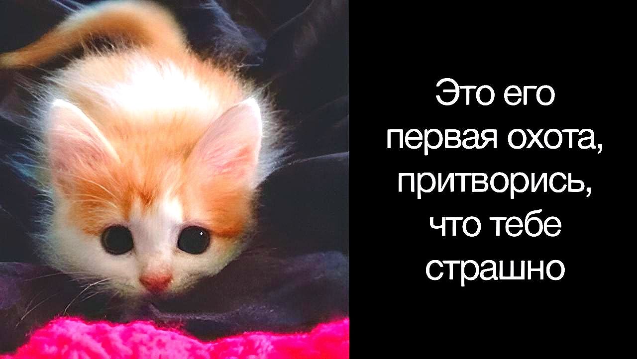 Это его первая охота прип ворись что тебе страшно