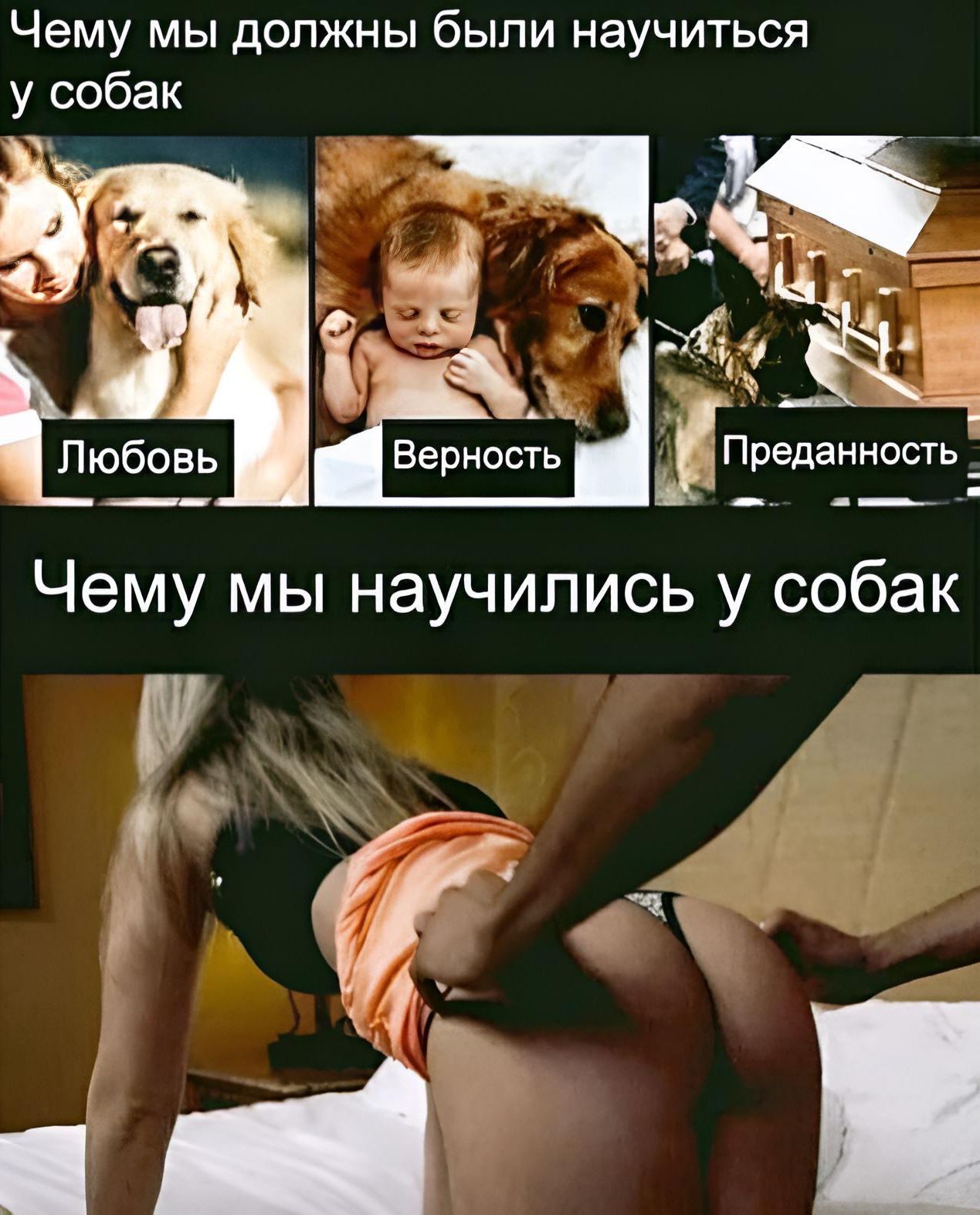 Чему мы должны были научиться у собак А Любовь Верность Преданность Чему мы научились у собак