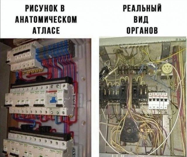 РИСУНОК В РЕАЛЬНЫЙ АНАТОМИЧЕСКОМ ВИД АТЛАСЕ ОРГАНОВ