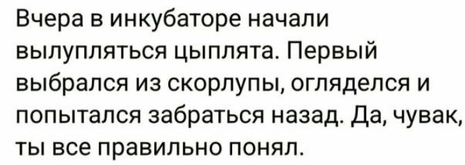 Вчера в инкубаторе начали вылупляться цыплята Первый выбрался из скорлупы огляделся и попытался забраться назад Да чувак ты все правильно понял