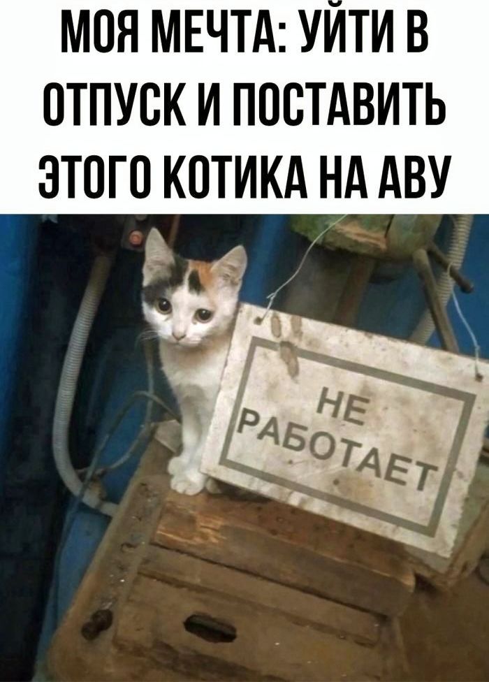 МОЯ МЕЧТА УЙТИ В ОТПУСК И ПОСТАВИТЬ ЭТОГО КОТИКА НА АВУ Кя