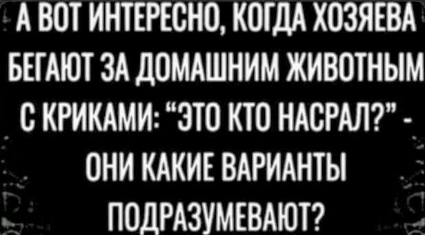 АВОТ ИНТЕРЕСНО КОГДА ХОЗЯЕВА БЕГАЮТ ЗА ДОМАШНИМ ЖИВОТНЫМ СКРИКАМИ ЭТО КТО НАСРАЛ ОНИ КАКИЕ ВАРИАНТЫ ПОДРАЗУМЕВАЮТ