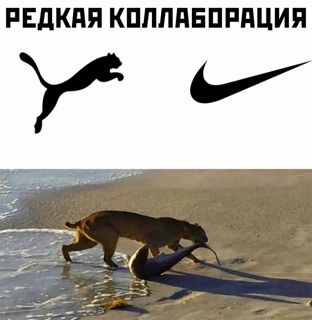 РЕДКАЯ КОЛЛАБОРАЦИЯ