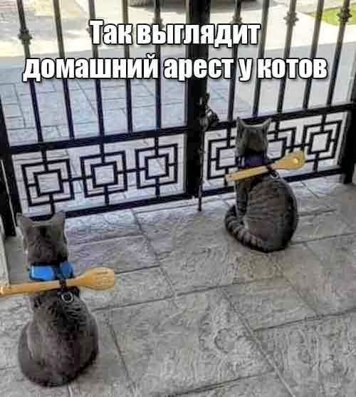 Так выглядит домашний арест у котов