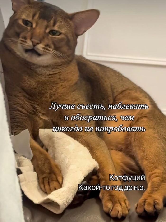 Лучше съесть, наблюдать и обосраться, чем никогда не попробовать.
Котфуций
Какой-то год до н.э.