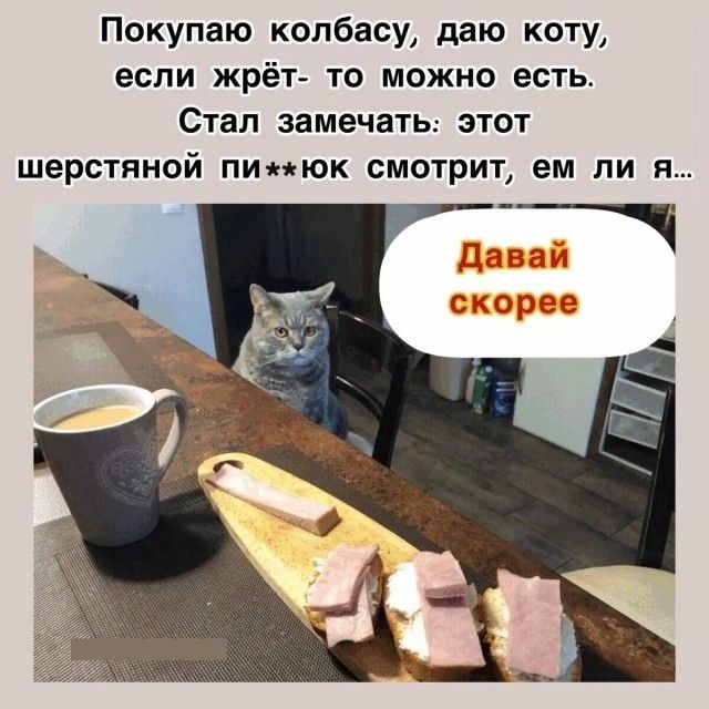 Покупаю колбасу, даю коту, если жрёт - то можно есть. Стал замечать: этот шерстяной пи**юк смотрит, ем ли я... Давай скорее