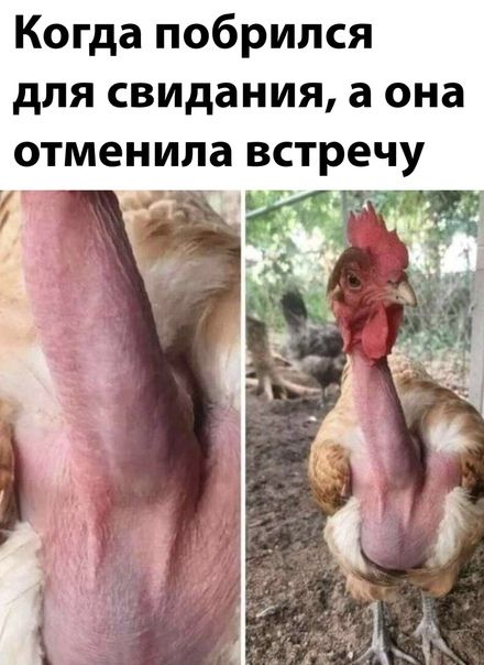 Когда побрился для свидания, а она отменила встречу