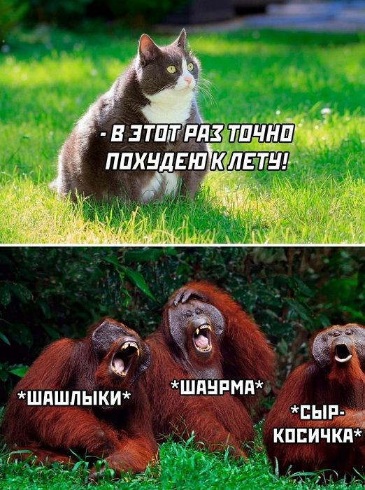 - В этот раз точно похудею к лету!
*Шашлыки*
*Шаурма*
*Сыр- косичка*
