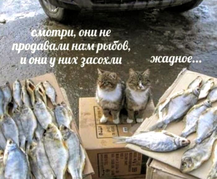 смотри, они не продавали нам рыбу, и они у них засохли жадное...