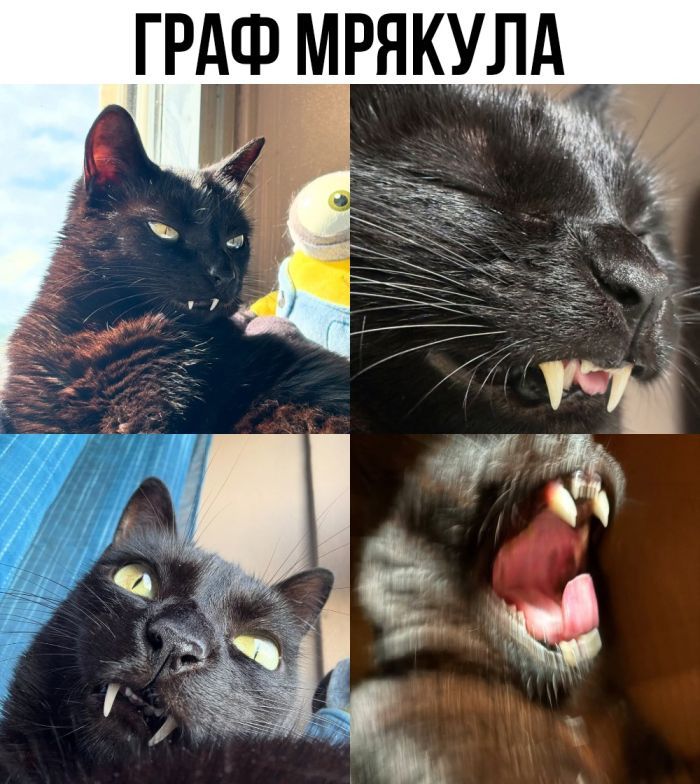 ГРАФ МРЯКУЛА