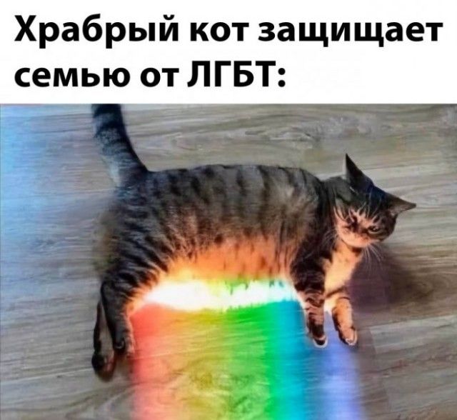Храбрый кот защищает семью от ЛГБТ: