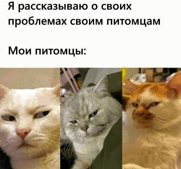 Я рассказываю о своих проблемах своим питомцам
Мои питомцы: