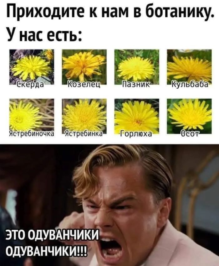 Приходите к нам в ботанику. У нас есть:
Скерда
Козелец
Пазник
Кульбаба
Ястребинка
Ястребиночка
Горлюха
Осоt
ЭТО ОДУВАНЧИКИ ОДУВАНЧИКИ!!!