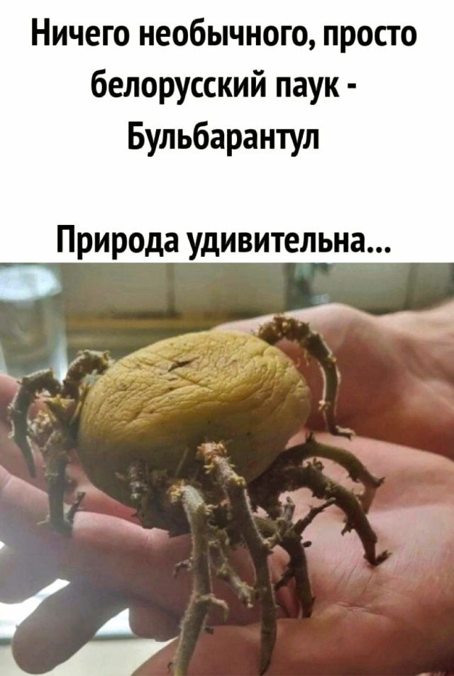 Ничего необычного, просто белорусский паук - Бульбарантул
Природа удивительна...