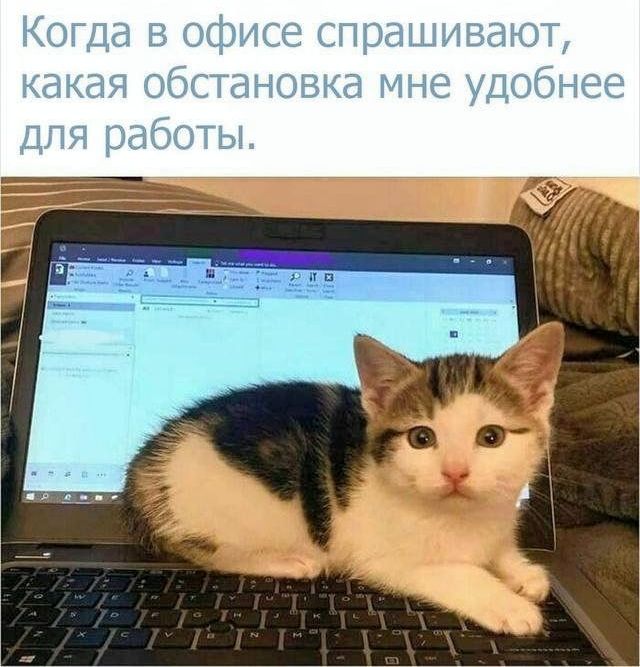 Когда в офисе спрашивают, какая обстановка мне удобнее для работы.