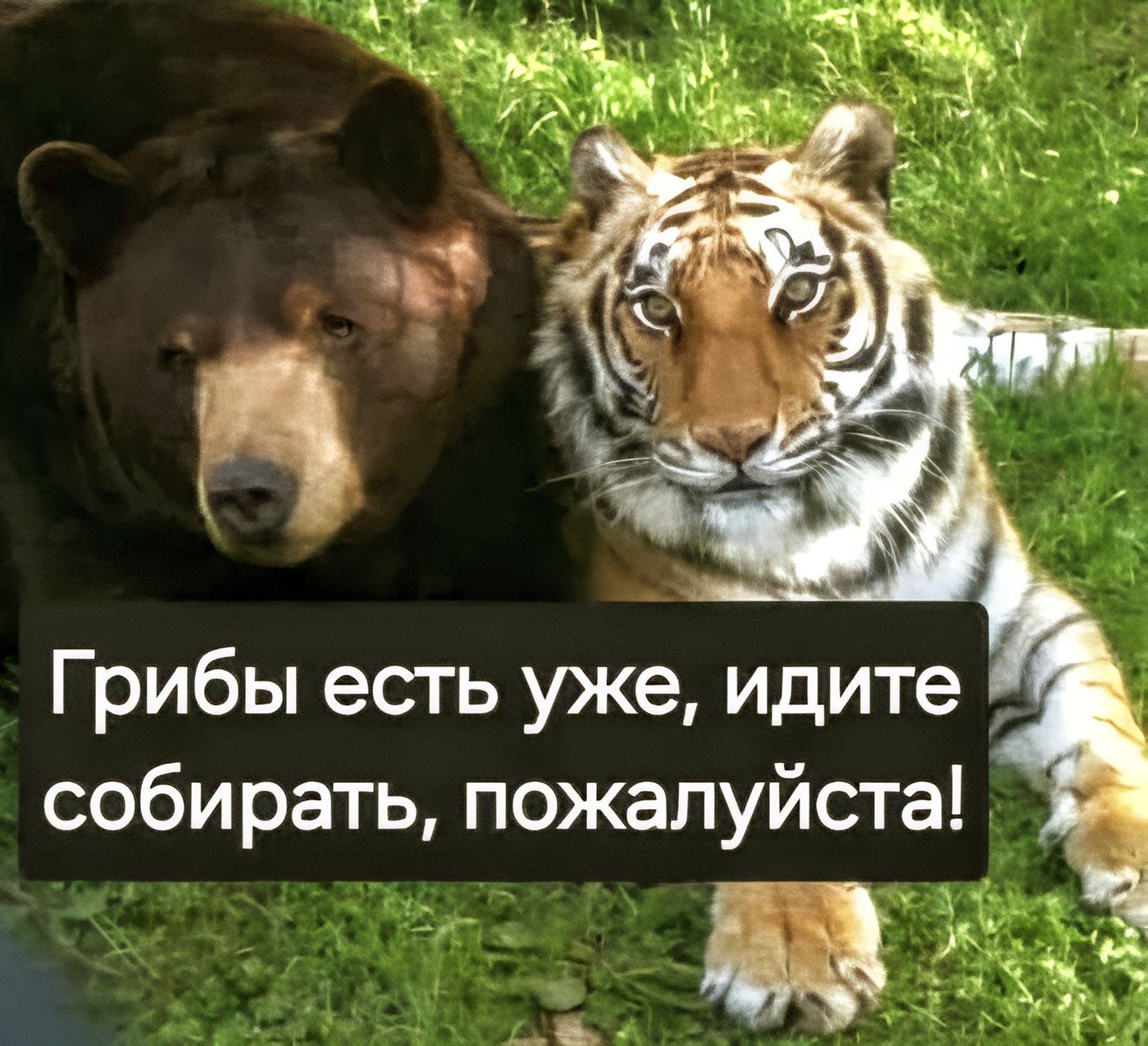 Грибы есть уже, идите собирать, пожалуйста!