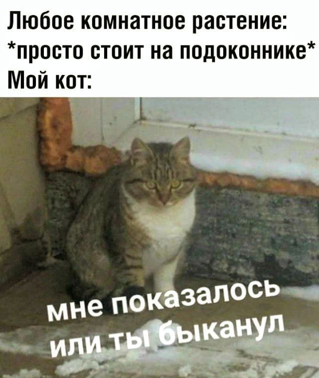 Любое комнатное растение: *просто стоит на подоконнике* Мой кот: мне показалось или ты быканул
