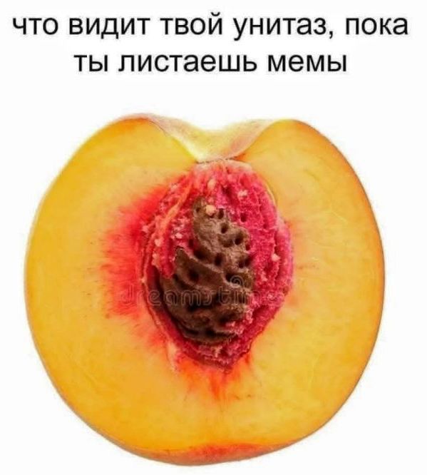 что видит твой унитаз, пока ты листаешь мемы
