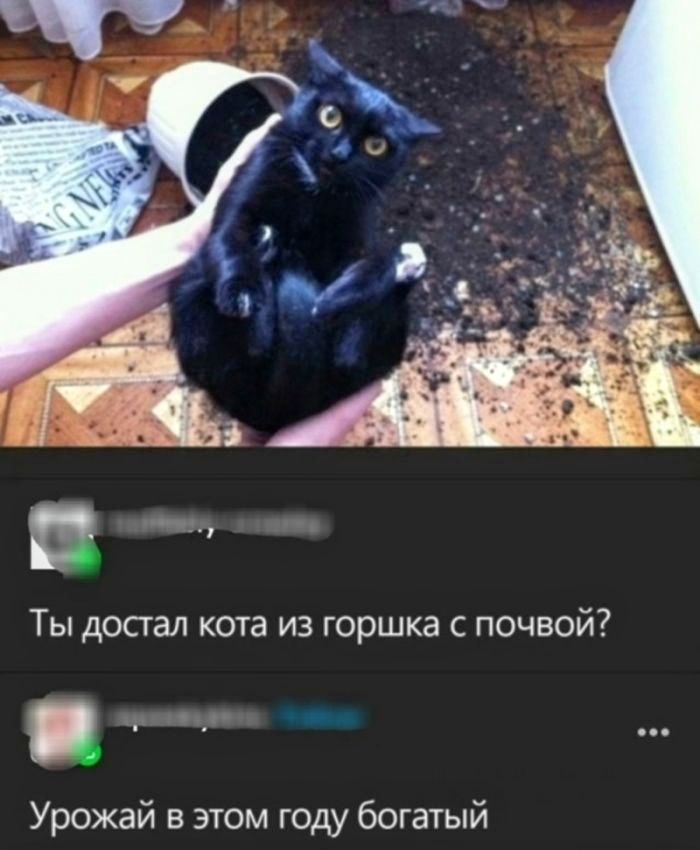 Ты достал кота из горшка с почвой? Урожай в этом году богатый.