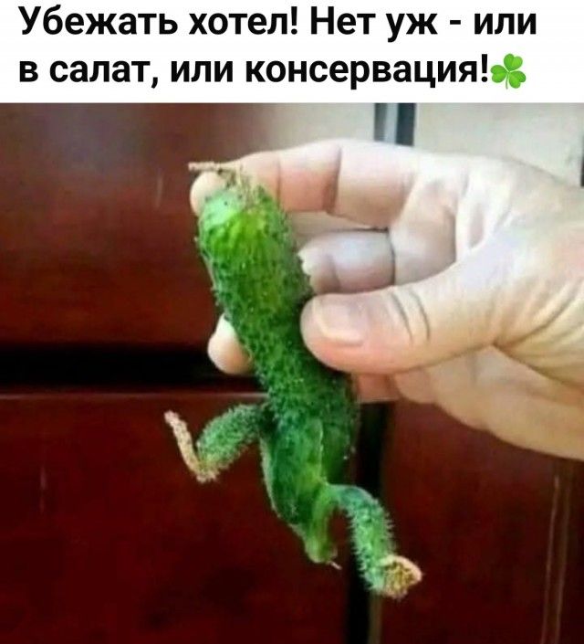 Убежать хотел! Нет уж - или в салат, или консервация!