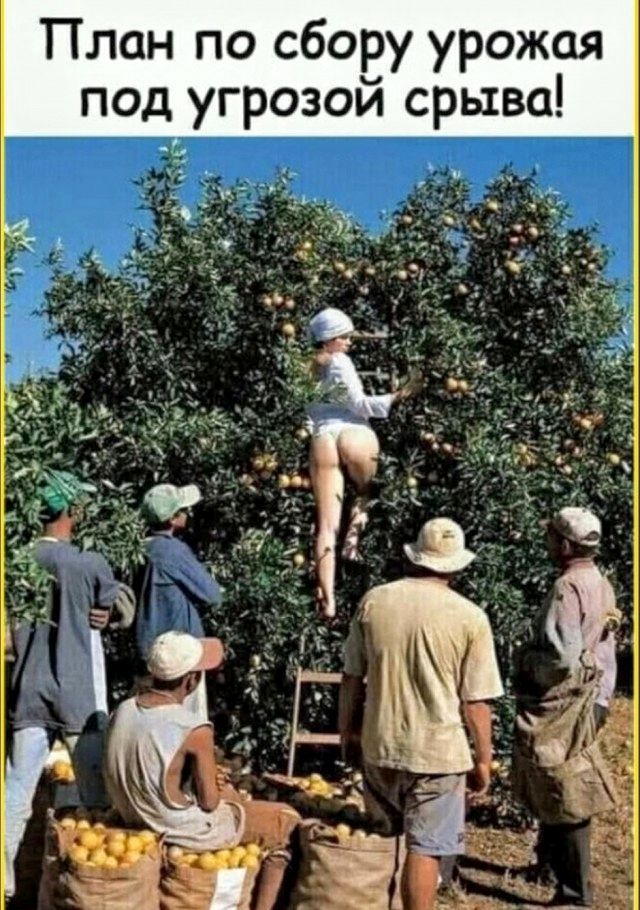 План по сбору урожая под угрозой срыва!