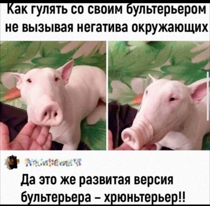 Как гулять со своим бултерьером не вызывая негатива окружающих
Да это же развитая версия бултерьера – хрючунтерьер!!