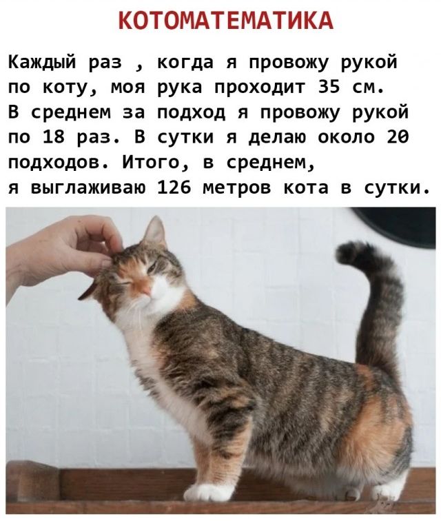КОТОМАТЕМАТИКА

Каждый раз , когда я провожу рукой по коту , моя рука проходит 35 см. В среднем за подход я провожу рукой по 18 раз. В сутки я делаю около 20 подходов. Итог, в среднем, я выглаживаю 126 метров кота в сутки.