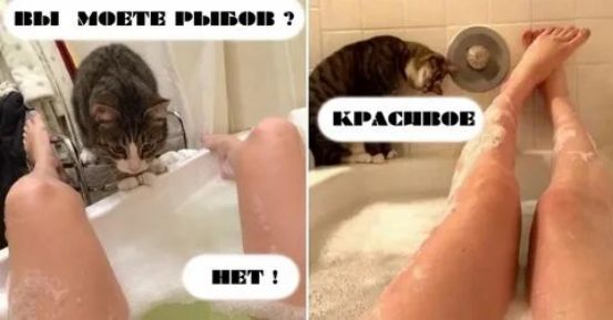 ВЫ МОЕТЕ РЫБОВ? НЕТ! КРАСИВОЕ