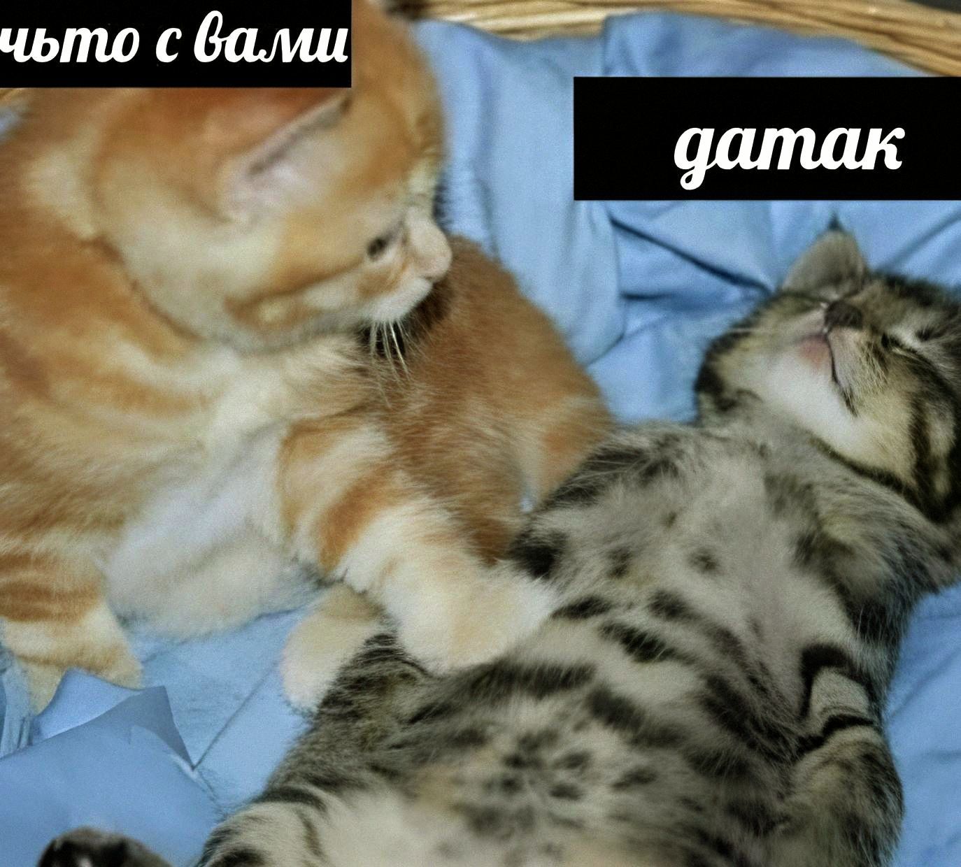 чьто с вами
датак