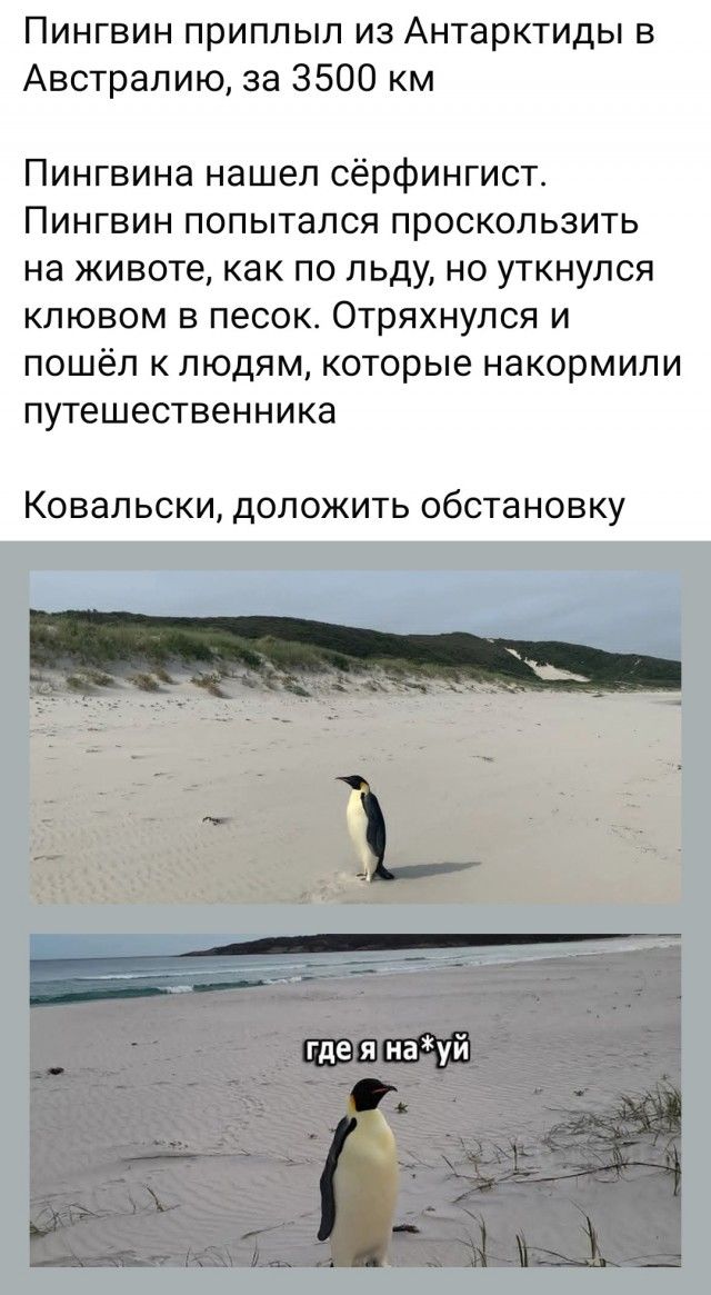 Пингвин приплыл из Антарктиды в Австралию, за 3500 км

Пингвина нашел серфингист. Пингвин попытался проскользить на животе как по льду, но утнулся клювом в песок. Отряхнулся и пошёл к людям, которые накормили путешественника

Ковальски, доложить обстановку
