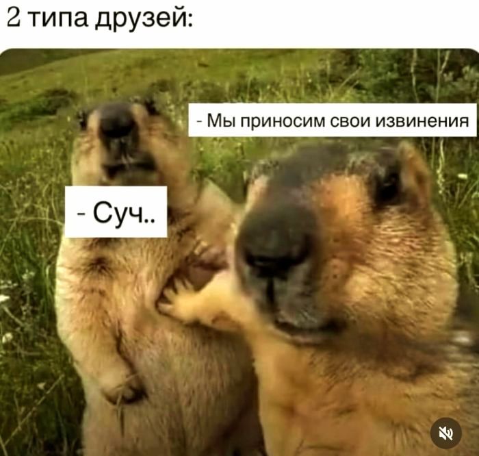 2 типа друзей:
- Суч..
- Мы приносим свои извинения