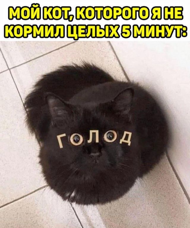 МОЙ КОТ, КОТОРОГО Я НЕ КОРМИЛ ЦЕЛЫХ 5 МИНУТ:
ГОЛОД