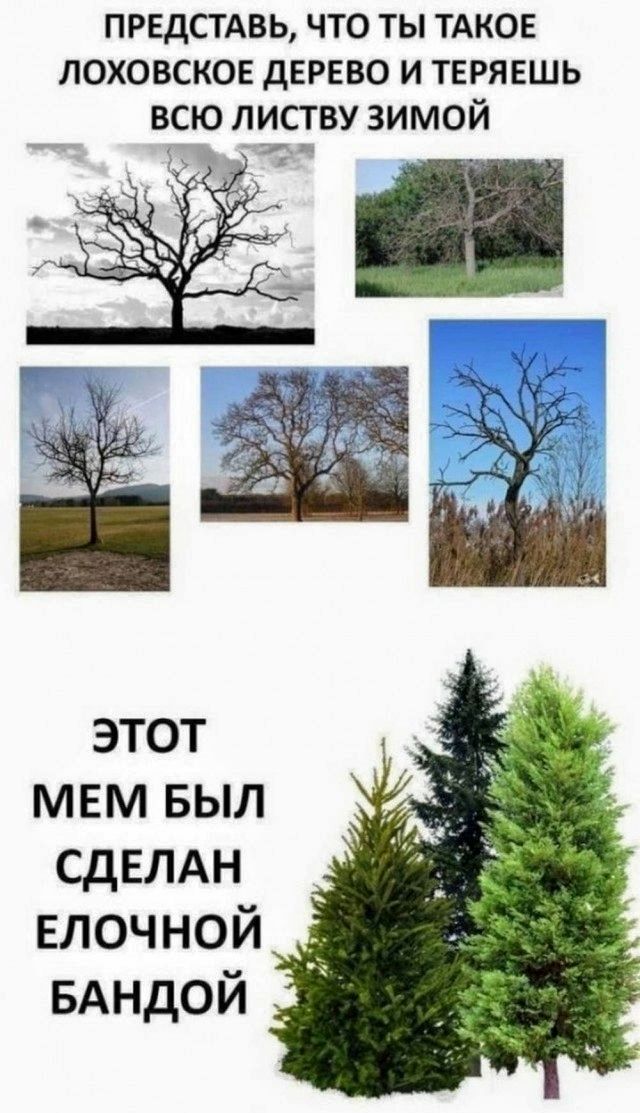ПРЕДСТАВЬ, ЧТО ТЫ ТАКОЕ ЛОХОВСКОЕ ДЕРЕВО И ТЕРЯЕШЬ ВСЮ ЛИСТВУ ЗИМОЙ
ЭТОТ МЕМ БЫЛ СДЕЛАН ЕЛОЧНОЙ БАНДОЙ