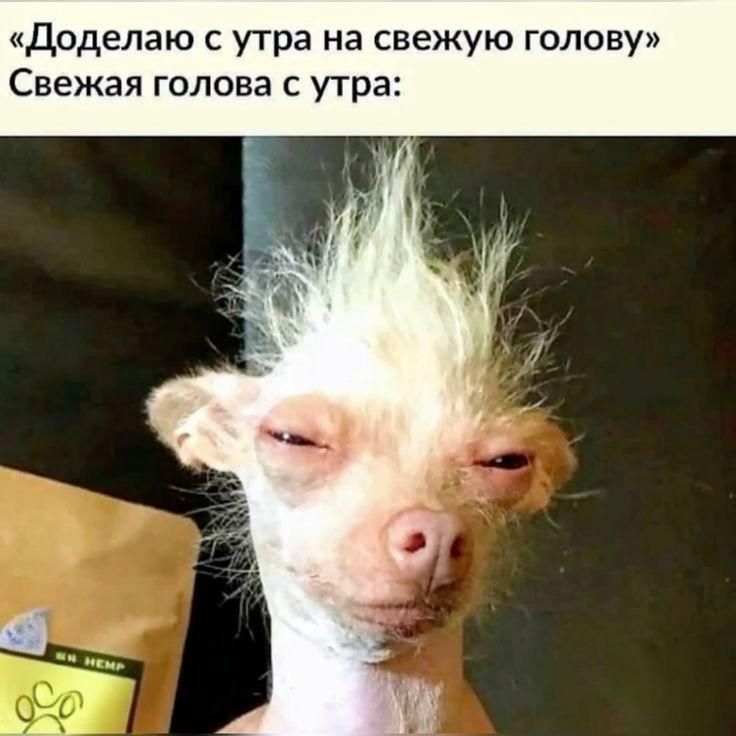 «Доделаю с утра на свежую голову» Свежая голова с утра: