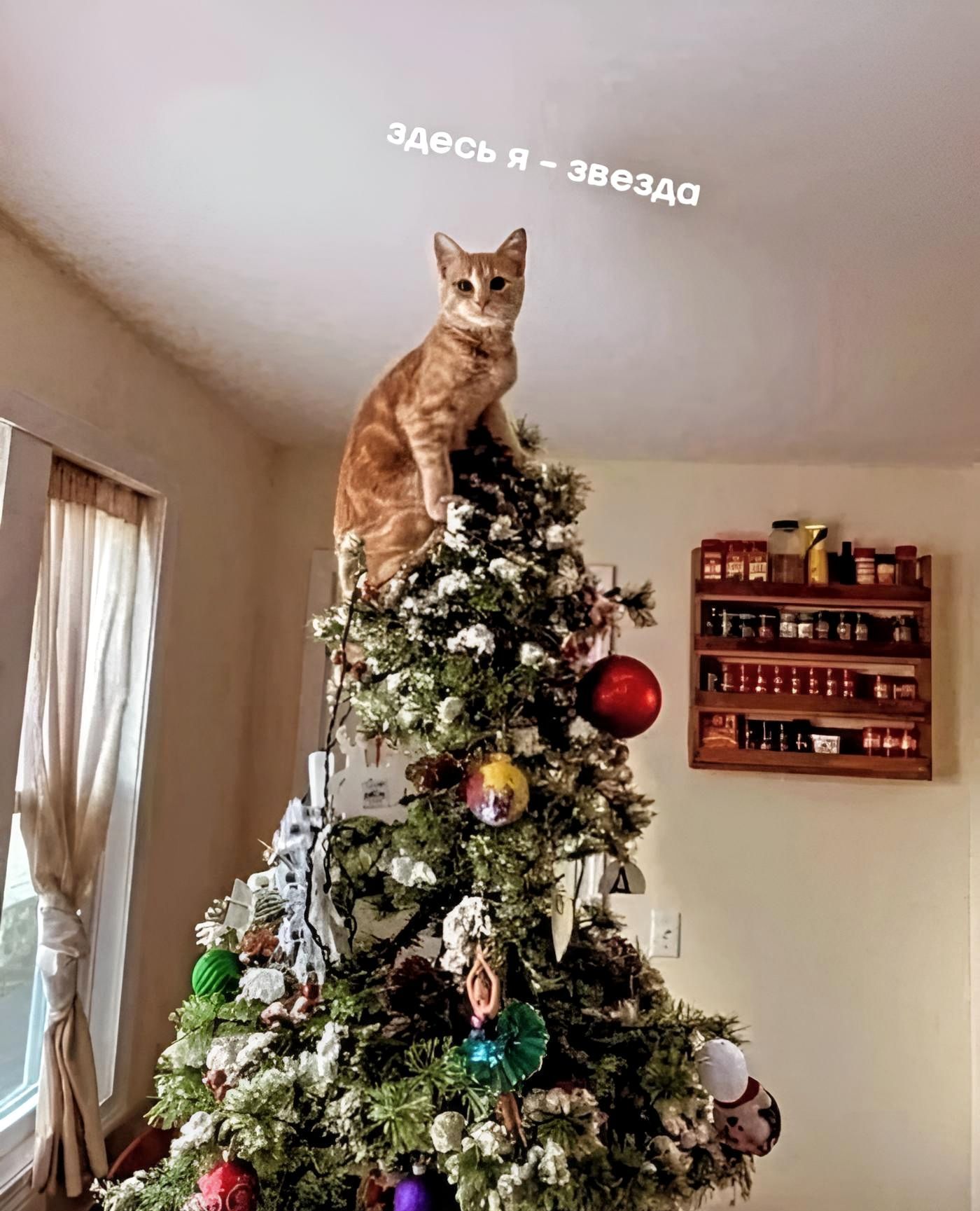 здесь я - звезда