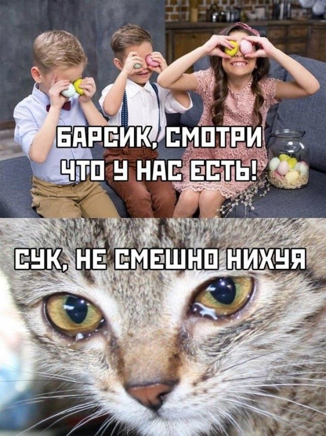 Барсик, смотри что у нас есть! Сук, не смешно нихуя