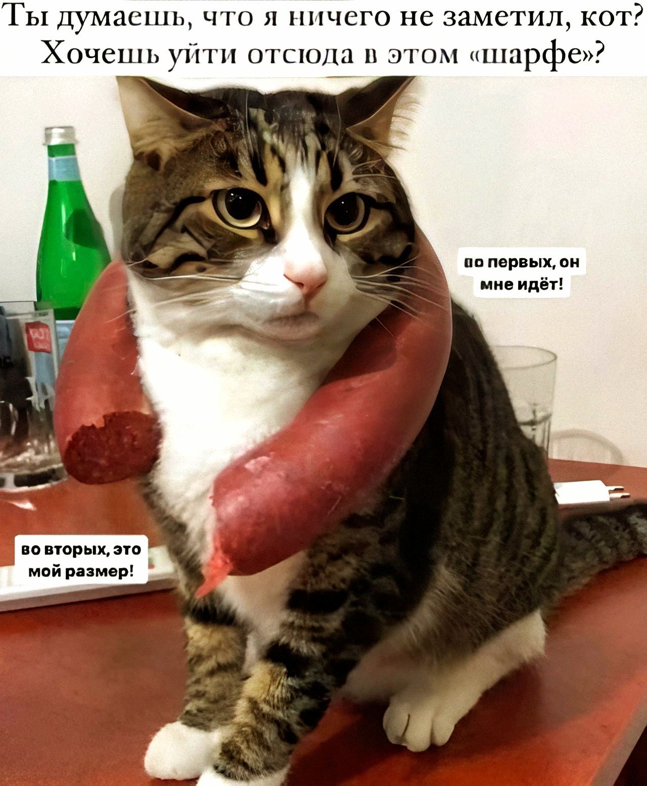 Ты думаешь, что я ничего не заметил, кот? Хочешь уйти отсюда в этом «шарфе»?
во первых, он мне идет!
во вторых, это мой размер!