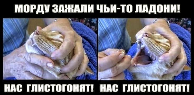МОРДУ ЗАЖАЛИ ЧЬИ-ТО ЛАДОНИ! НАС ГЛИСТОГОНЯТ!