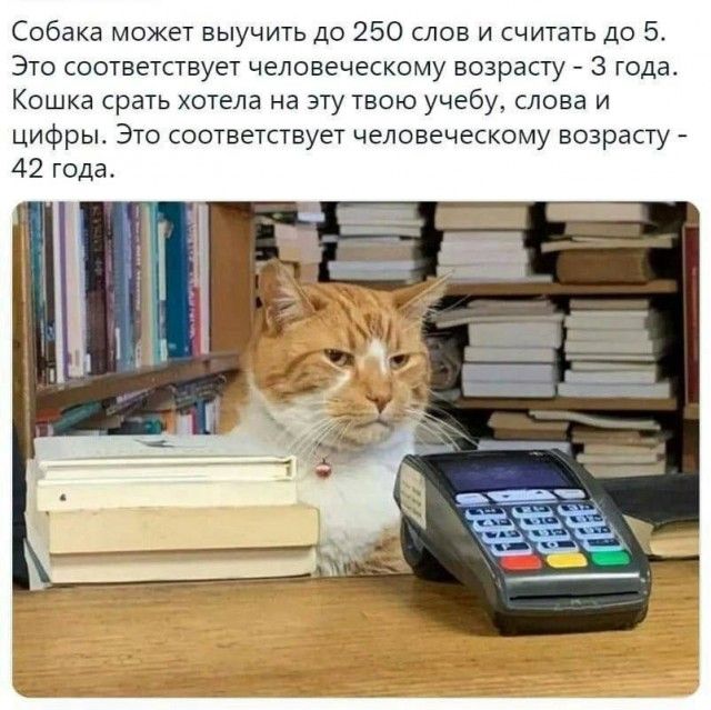 Собака может выучить до 250 слов и считать до 5. Это соответствует человеческому возрасту - 3 года. Кошка срать хотела на эту твою учёбу, слова и цифры. Это соответствует человеческому возрасту - 42 года.